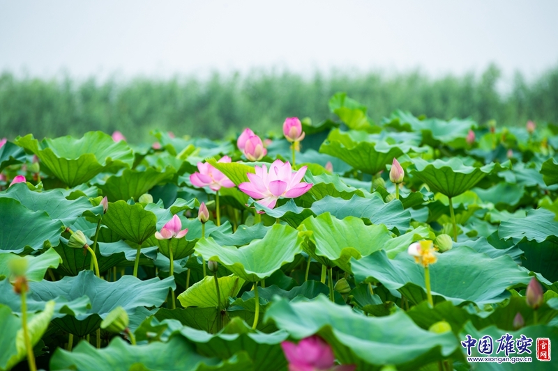 53ec4d19d4131794d4560d974f771559_1211625969_16485361640151n.jpg 53ec4d19d4131794d4560d974f771559_1211625969_16485361640151n.jpg