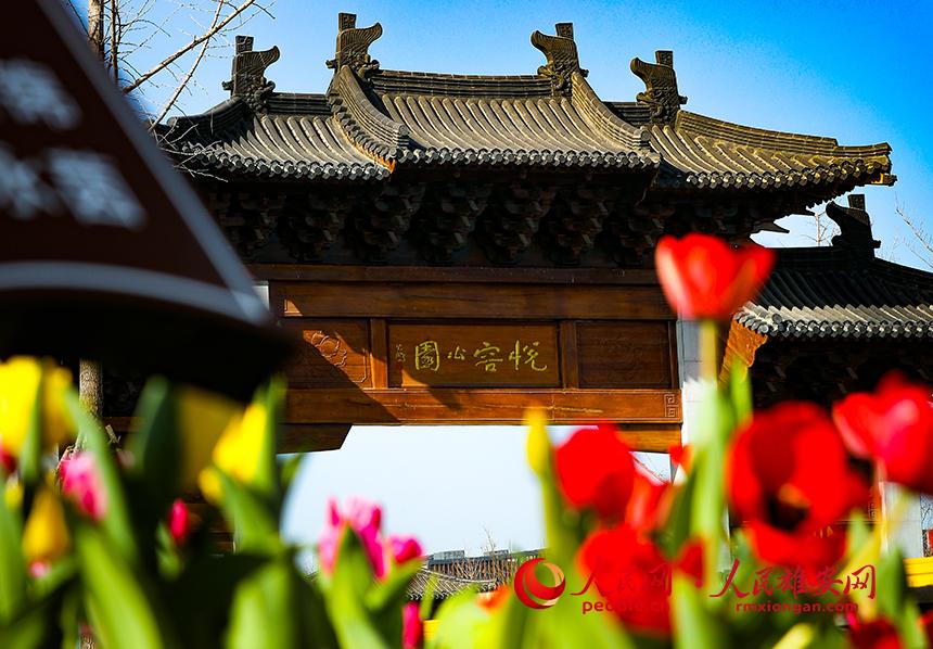 雄安悅?cè)莨珗@郁金香盛放。人民網(wǎng)宋燁文攝